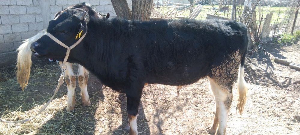 Бука сатылады 1 жасар