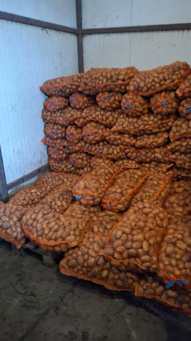 Cartofi de consum și de sămânță