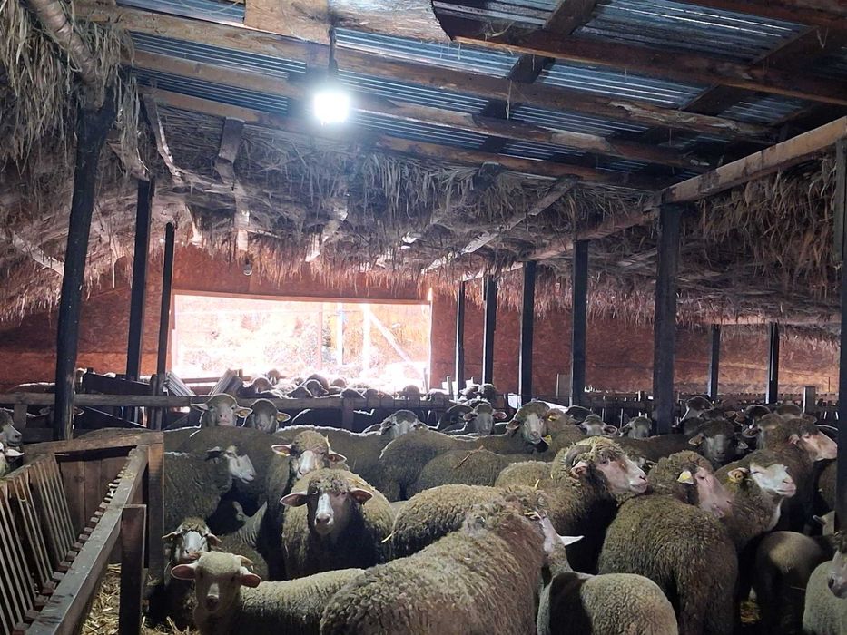 Vand 100 oi merinoase