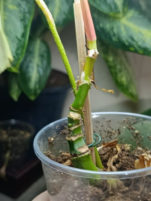 Филодендрон Пастазанум