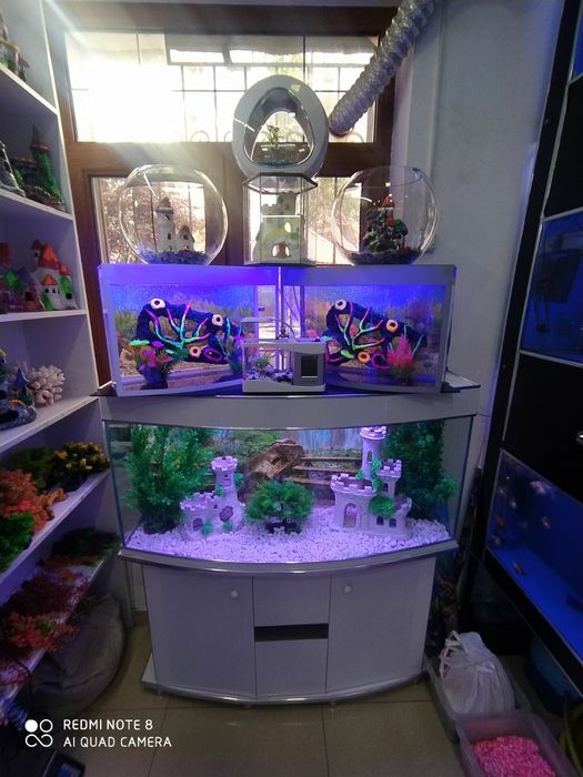 Akvarium Magazini Mirobod va Sergili