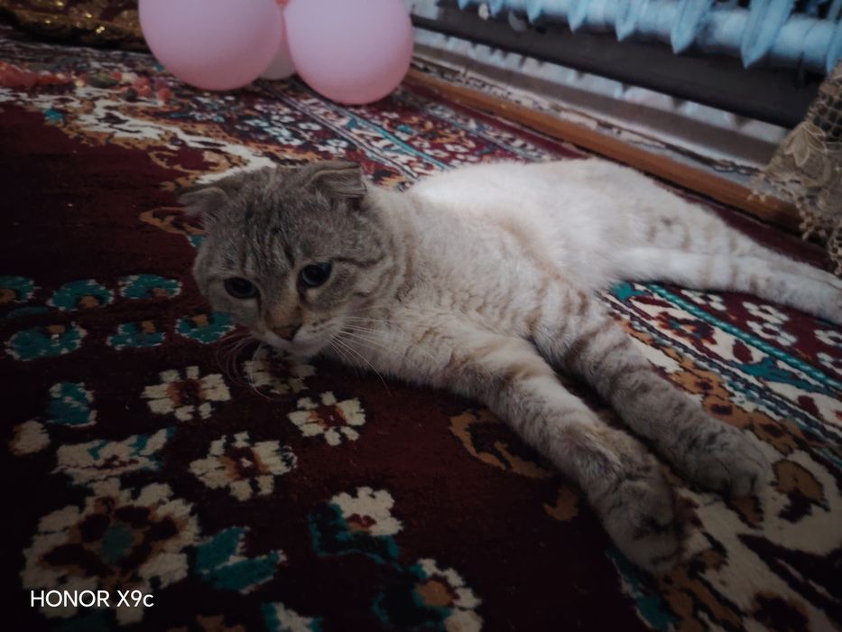 Мушук соглом аклли домашний