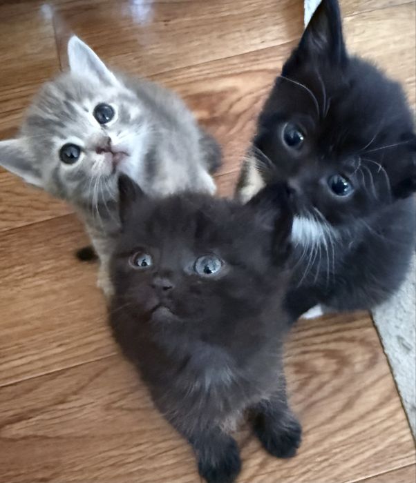 Отдам котят в добрые руки.