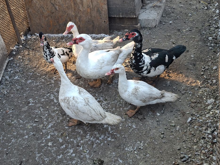 Vând rațe și rățoi.