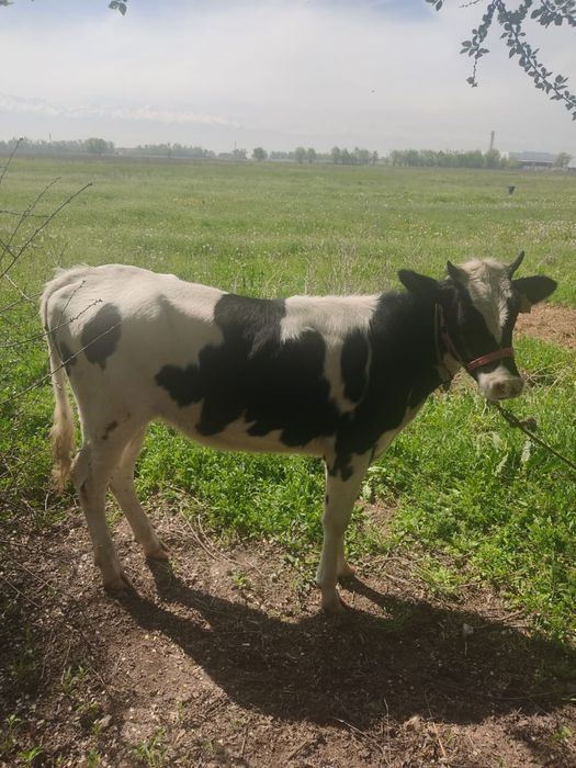 Тана сатылады 1жасар