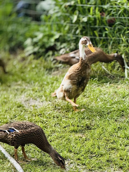 Vand  rate indiene alergatoare la reducere