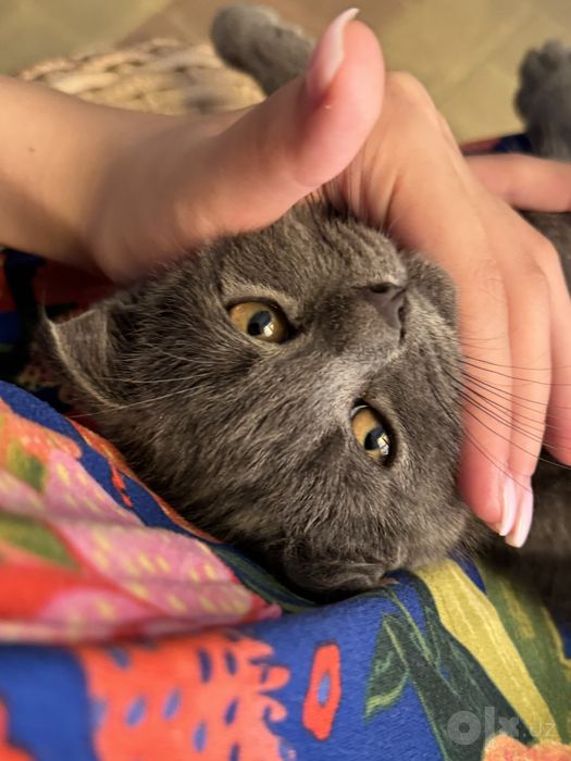 Кошка шотландская