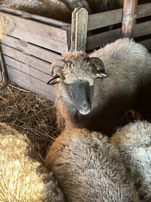 Oi de vanzare si un berbec