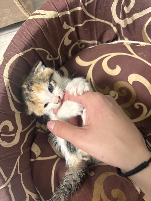 Отдам котенка девочку трехцветную