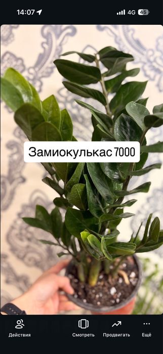 Домашние растение кросивые