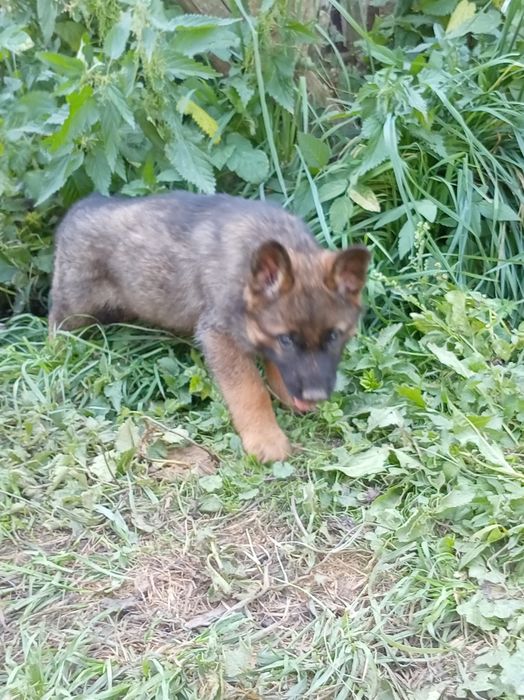 VVând căței din rasa Ciobănesc german