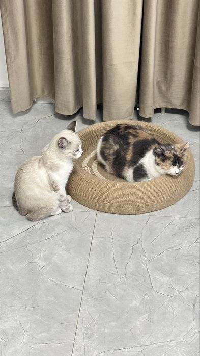 Белый сиамский кот