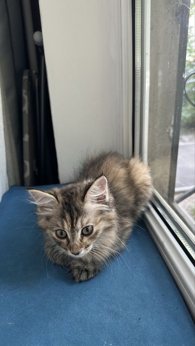 Отдам котенка (девочка) в добрые руки