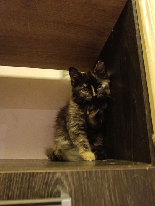 Котёнок девочка 2,5 месяца.