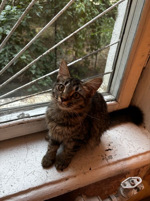 Котята в добрые руки!