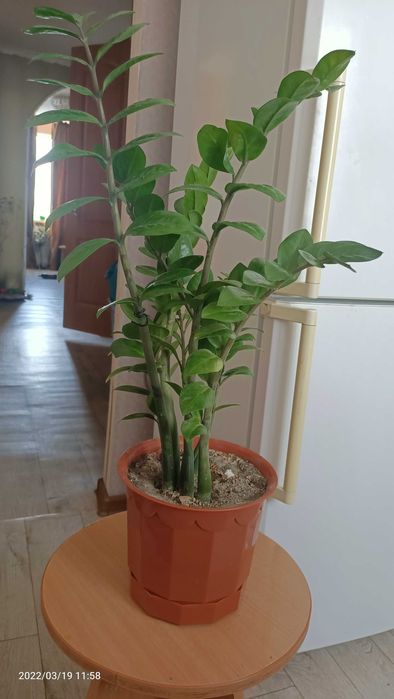 Долларовое дерево или Замиокулькас