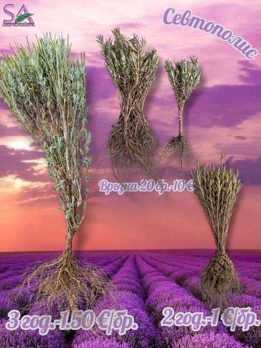 Мурсалски чай-разсад,лавандула,маслодайни рози,лавровишна…