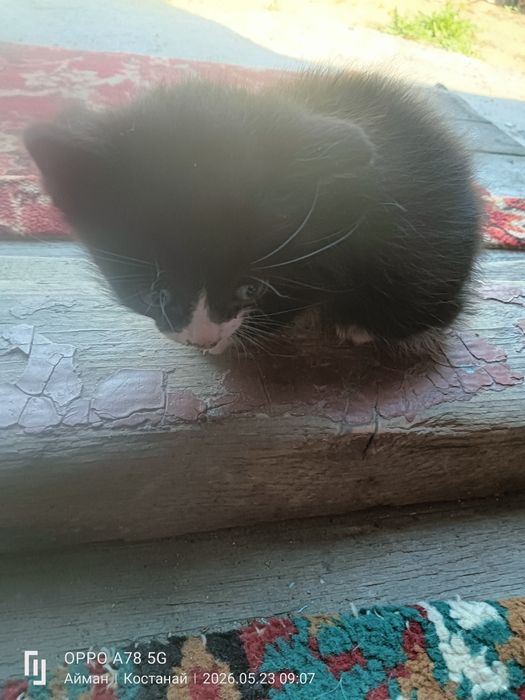 Котята 3 мальчика 1 девочка