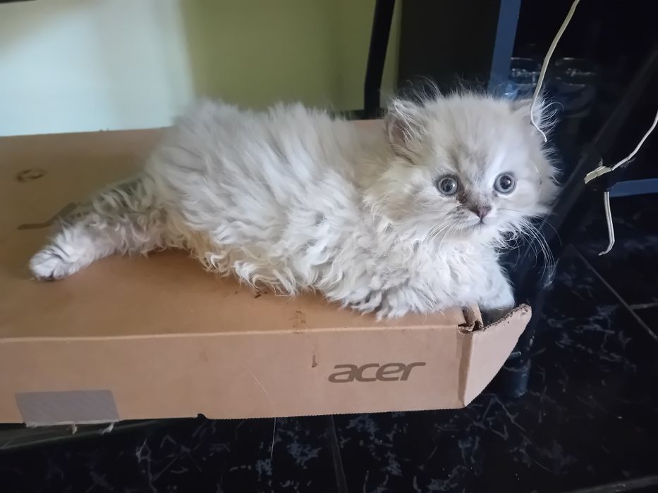 Персийски котки женски и мъжки