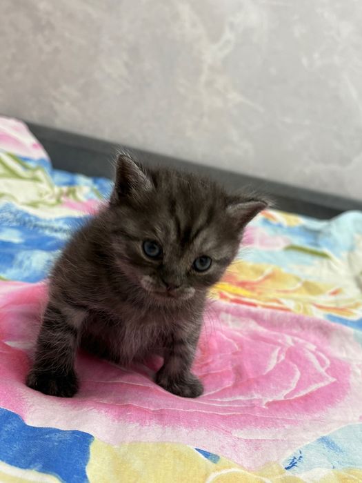 Продаются котята британцы