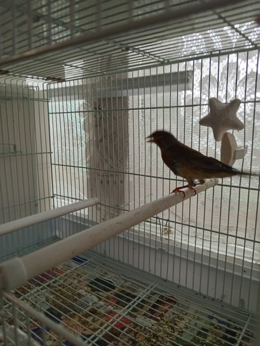 Гебриды щегол и репел.