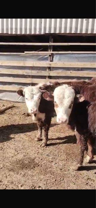 Бұқалар сатылымда !!! Продается быки!!!