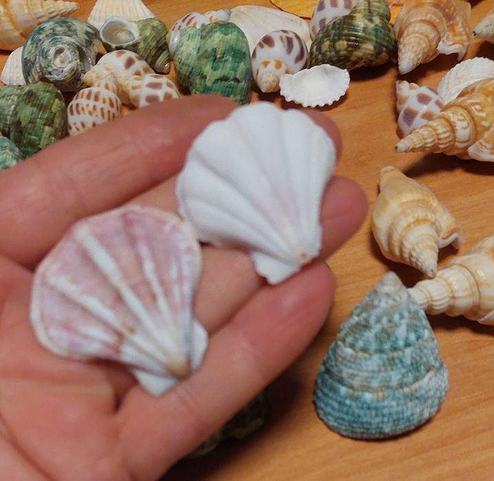 Scoici si melci diferite marimi