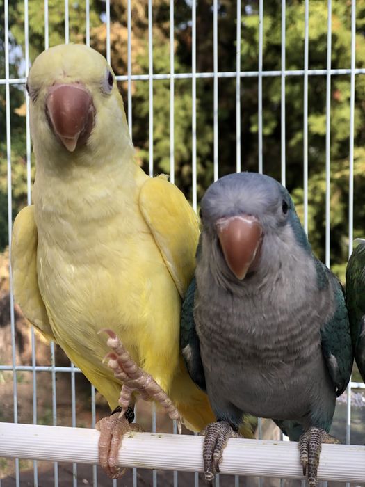 Papagali vorbitori blanzi calugari micul alexandru