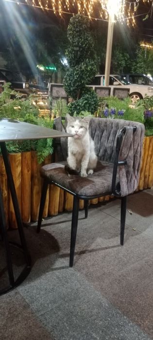 Коту очень нужна помощь