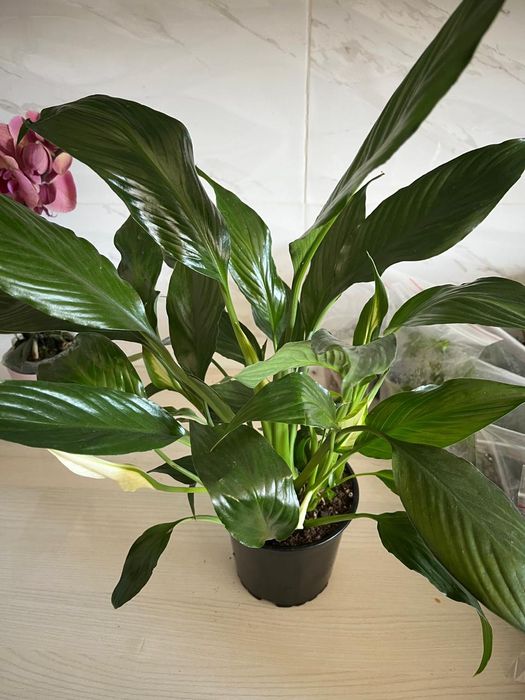 Комнатные растения