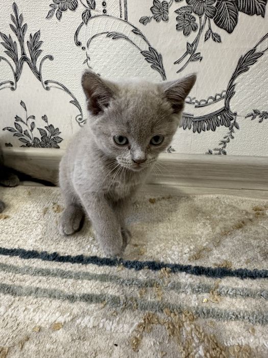 Продам котенка британца