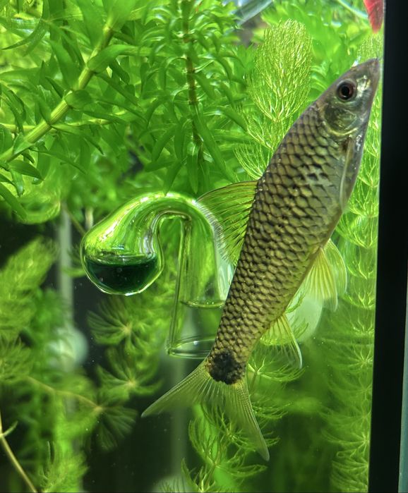 Продам аквариумных рыбок