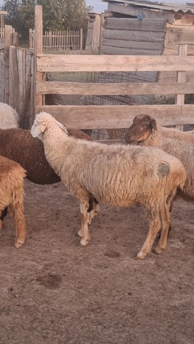 Жақсы қойлар асырағанға