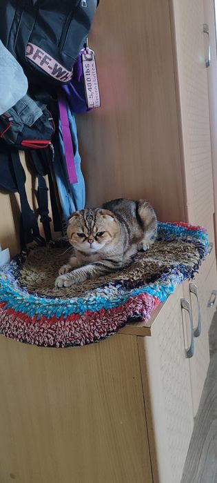 Продам вислоухую девочку!