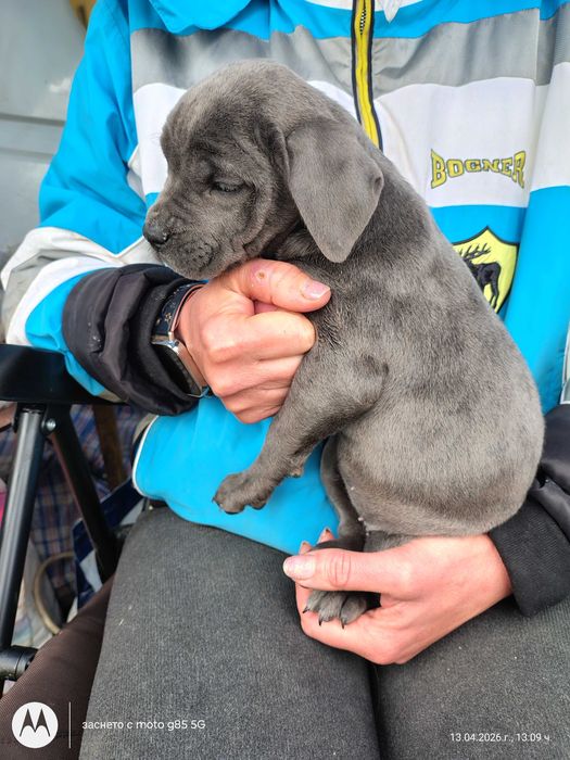 Кученца Кане Корсо