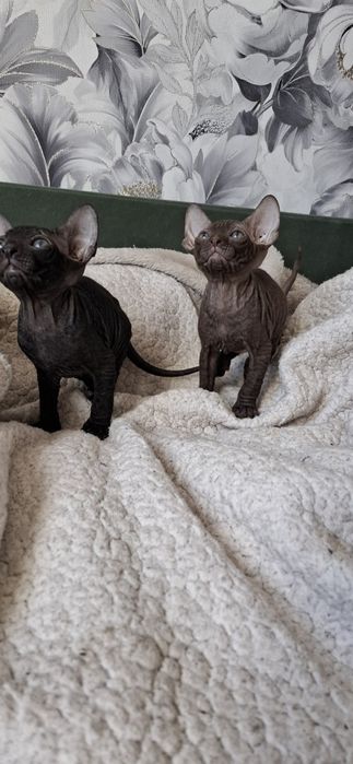 Канадский сфинкс чистокровные