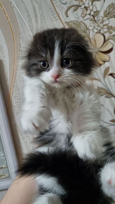 Продаются котята девочки