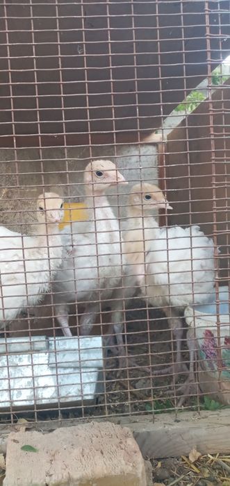 БИГ-6 курка жужалари сотилади.  Карши шахар буйича етказиб бериш бепул