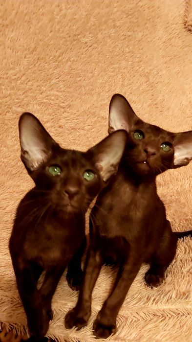 Коричневые Ориентальные Котята