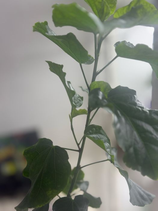 Продам сортовой гибискус