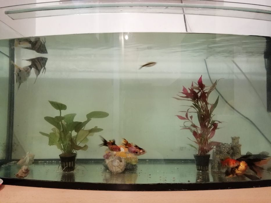 Acvariu din sticla pentru pesti