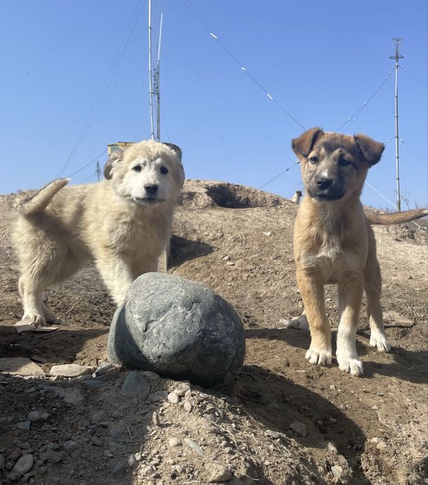 Отдам в добрые руки подросших щенков
