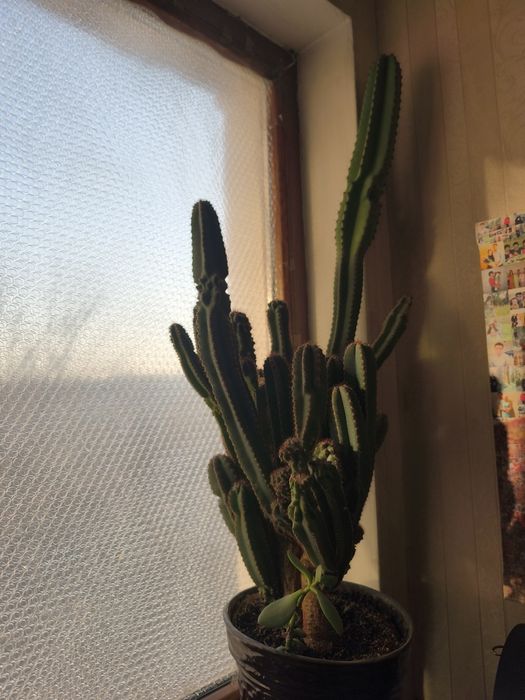 Срочно продам цветы