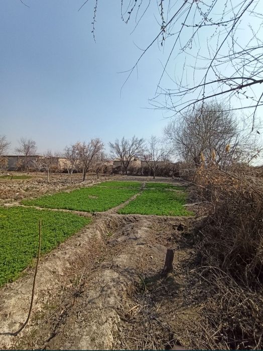 Zarafshon daryo sazanchik kafe oldi dachalari 6 sotiq shahardan 7km