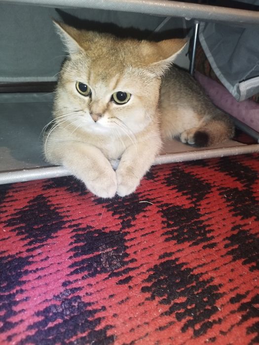 Shinshela zodli erkak mushuk sotiladi