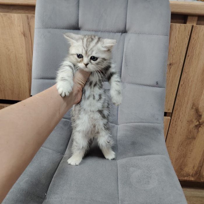 Котята Мраморные британцы