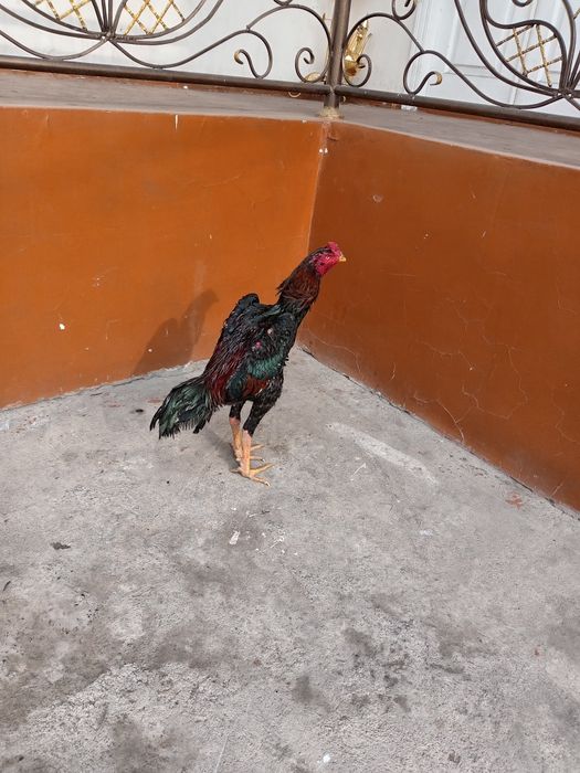 Grachi joja yoshiga toldi vesi 4,7 kg 5 kg da oynedi oyinga tayyor