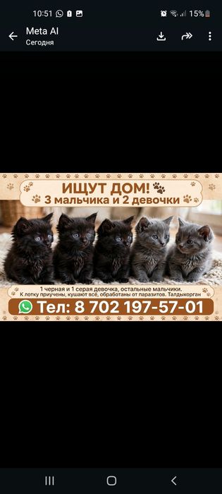Отдам котят в хорошие добрые руки