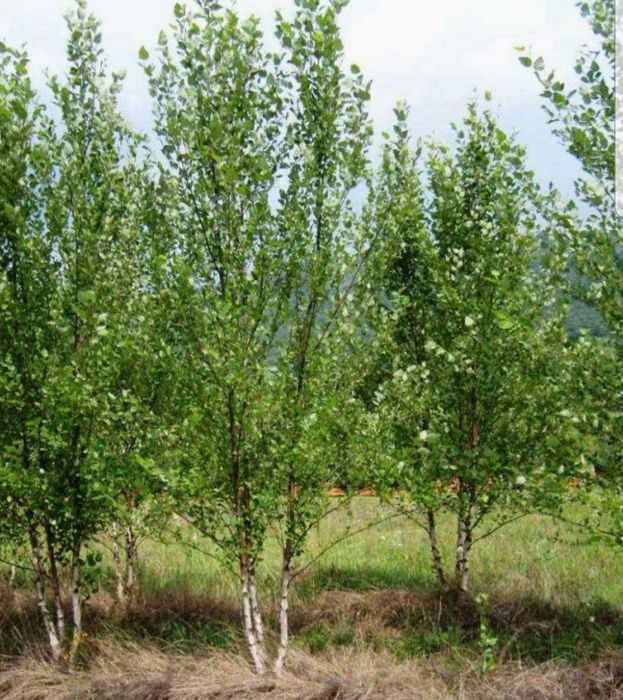 Mesteacăn coaja alba 2m-5m/ tei/ stejar/ platani