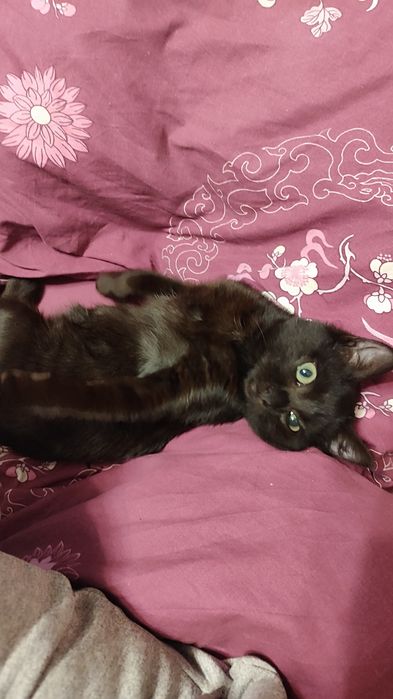 Котёнок (девочка) ищет дом